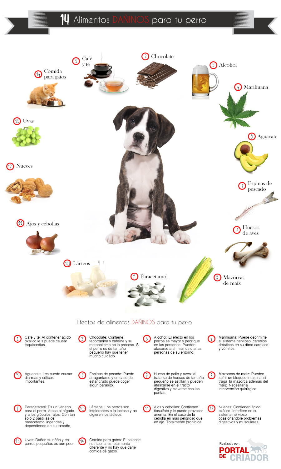 Alimentos prohibidos para perros Infografía cedida por www.portaldelcriador.com