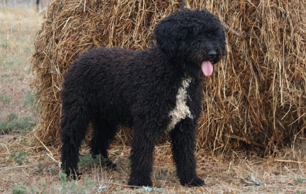 Champús MD-10 específicos para perro de aguas. | Superpiensos Blog